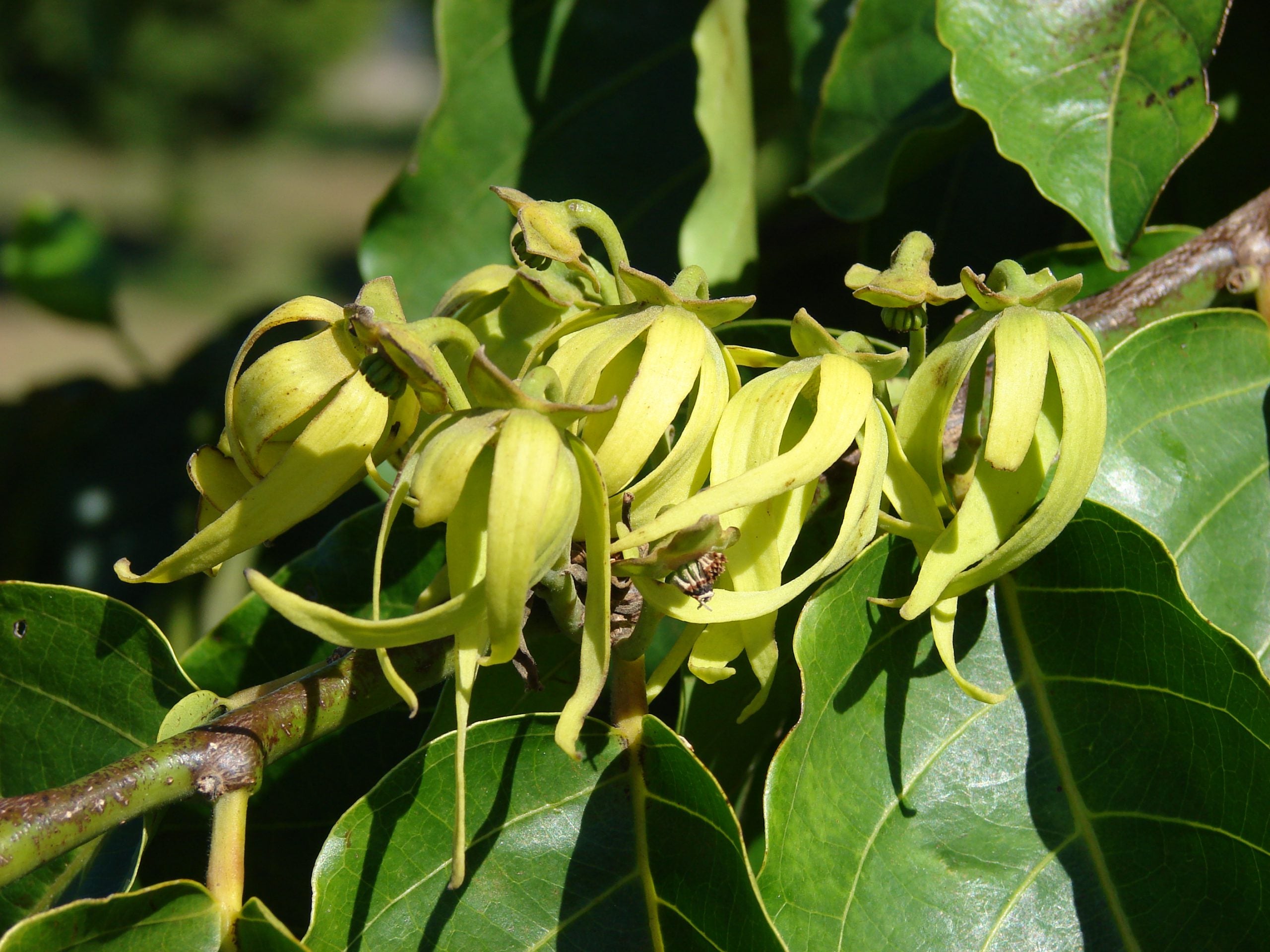 Langi Langi - Cananga odorata Ylang Ylang Flower Plant