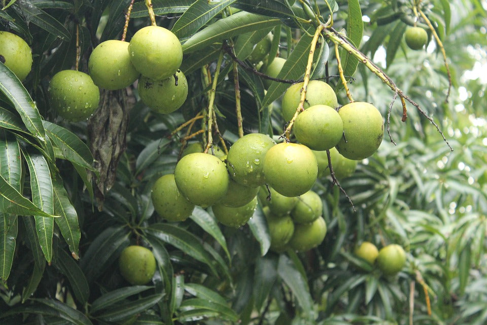 Mango - Chandrakaran Mango Exotic Fruit Plant