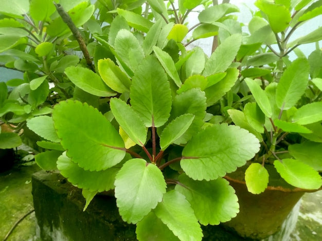 Ila Mulachi ( Bryophyllum pinnatum ) Medicinal Plant