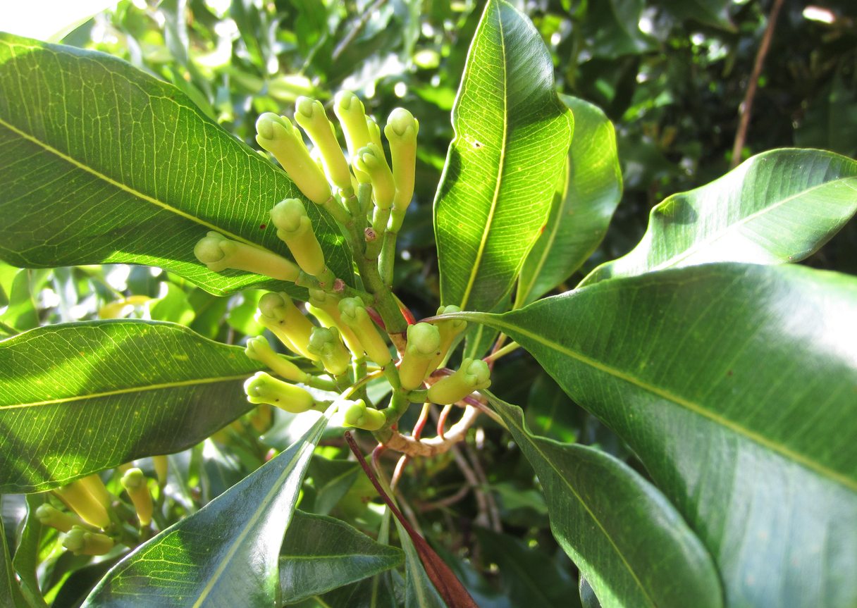 Clove - Spice Plant