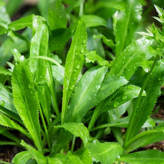 African Malli Coriander ( Eryngium foetidum ) Medicinal Plant