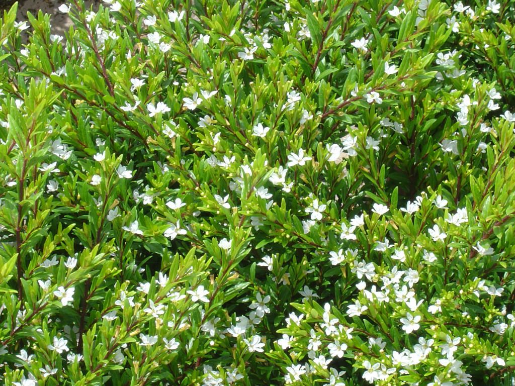 White Cuphea Flower Plant