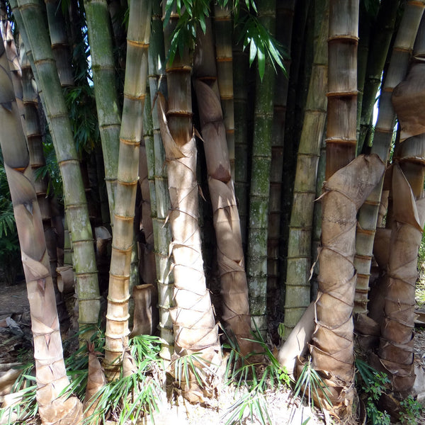 Aanamula ( Dendrocalamus gigantius ) Medicinal Plant
