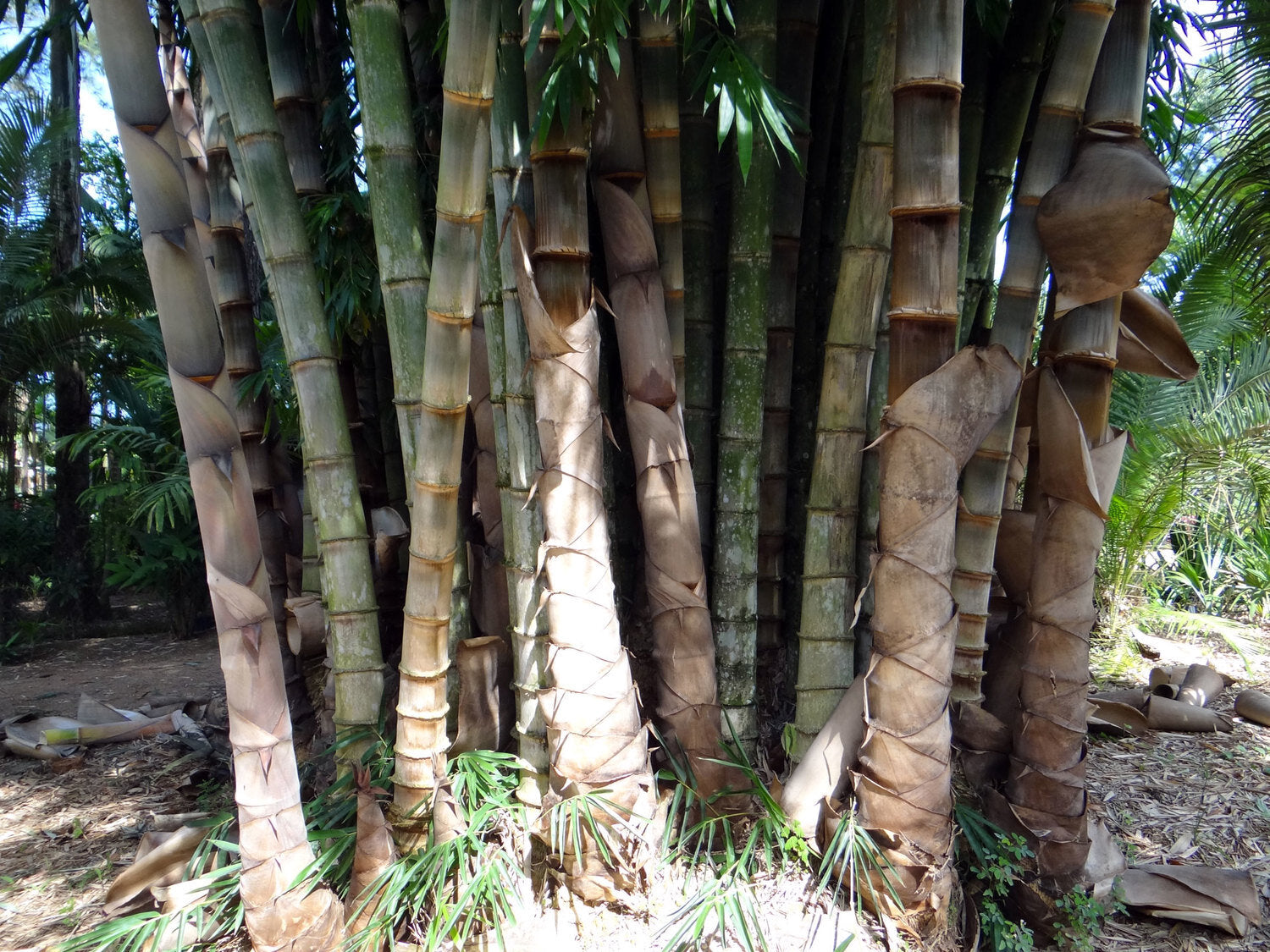 Aanamula ( Dendrocalamus gigantius ) Medicinal Plant