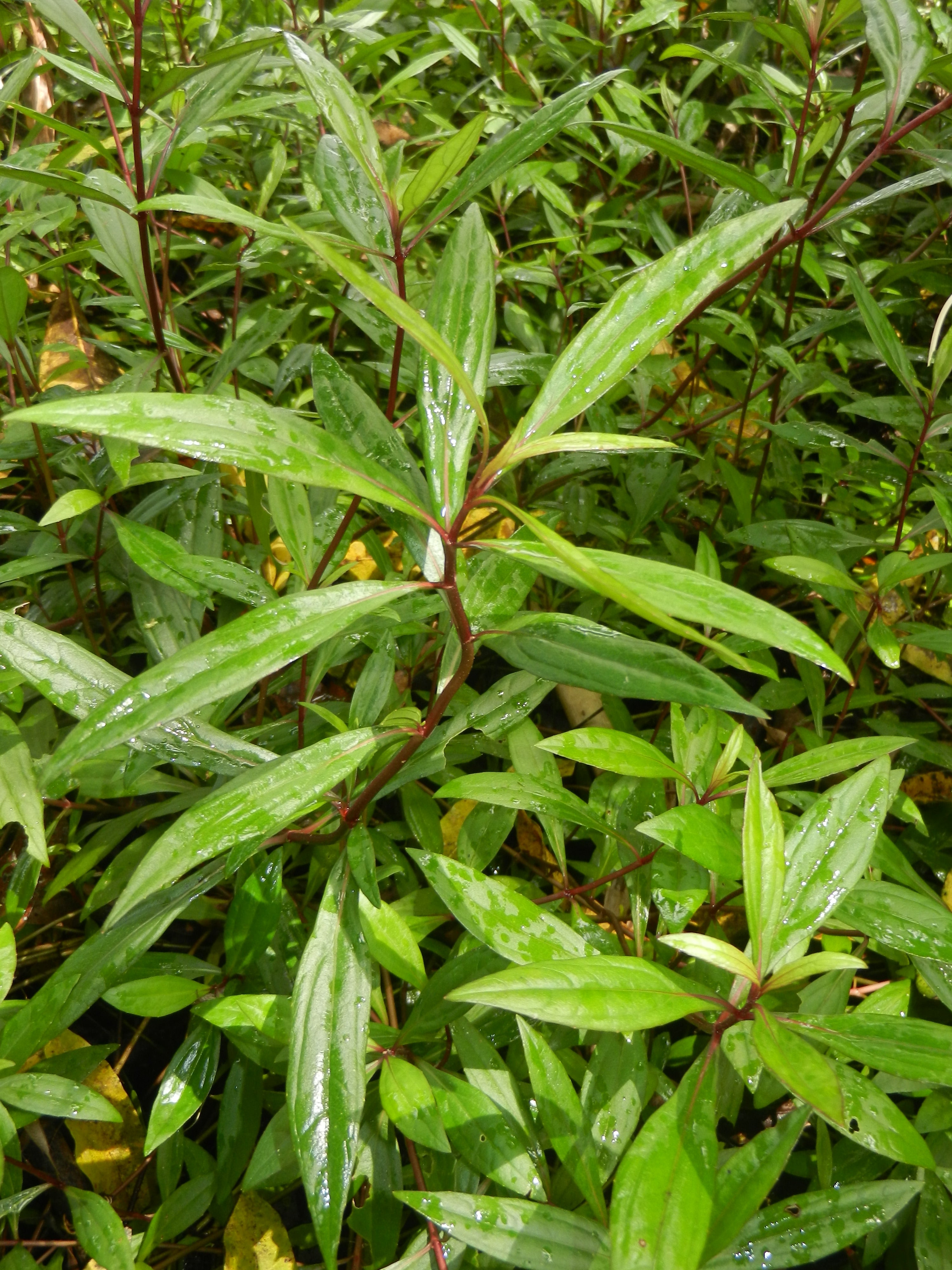 Ayyapana ( Ayapana triplinervis ) Medicinal Plant