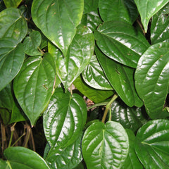 Vetta ( Piper betel ) Medicinal Plant
