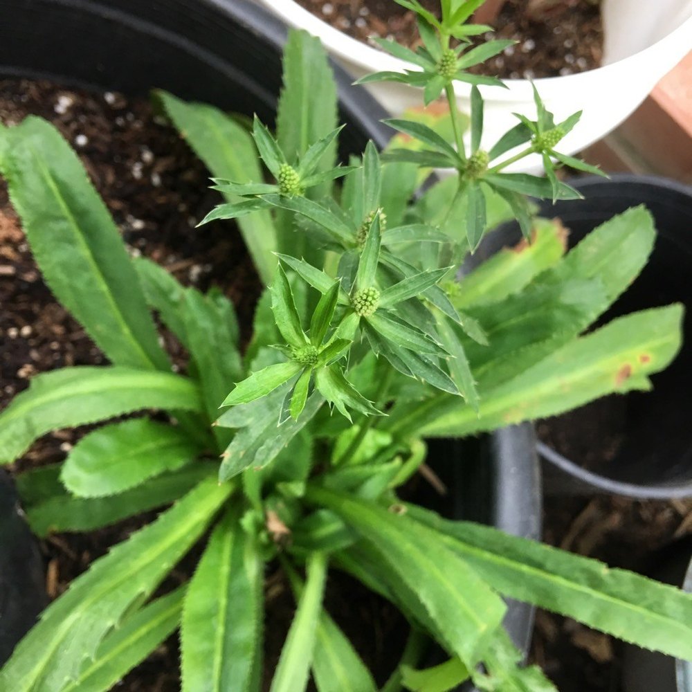 African Malli Coriander ( Eryngium foetidum ) Medicinal Plant