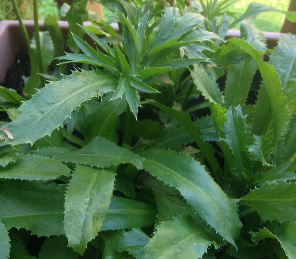 African Malli Coriander ( Eryngium foetidum ) Medicinal Plant