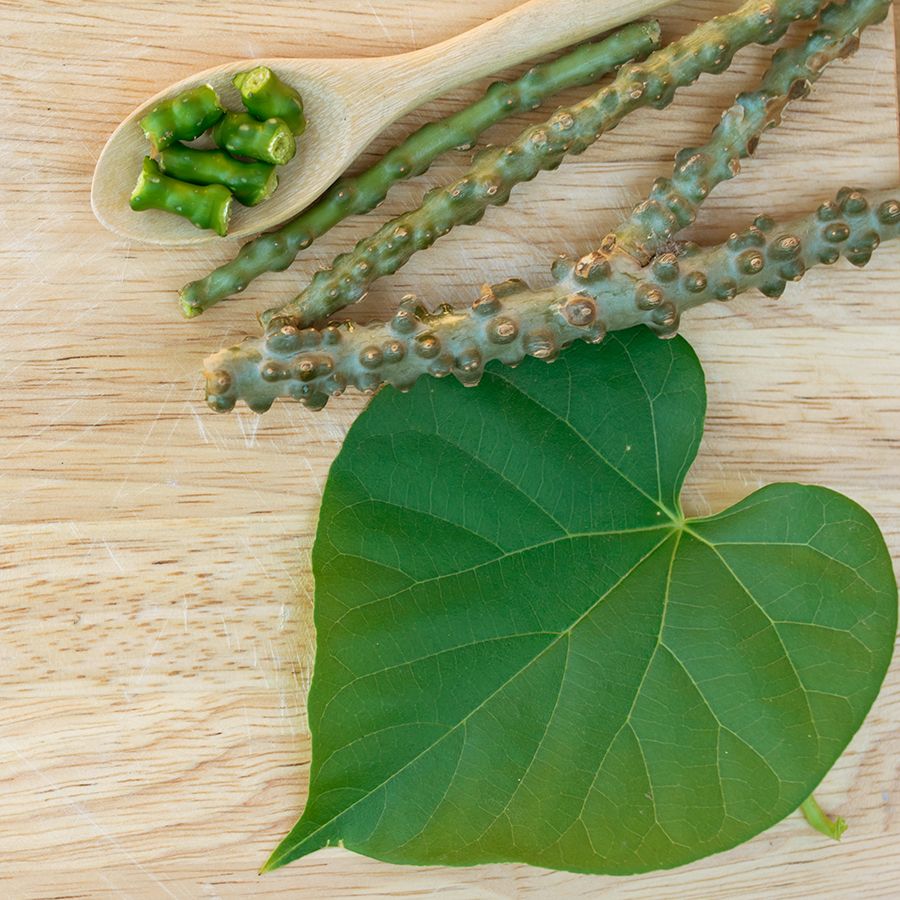 Chittamruthu ( Tinospora cordifolia ) Medicinal Plant