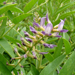 Irattimadhuram ( Glycyrrhiza glabra ) Medicinal Plant