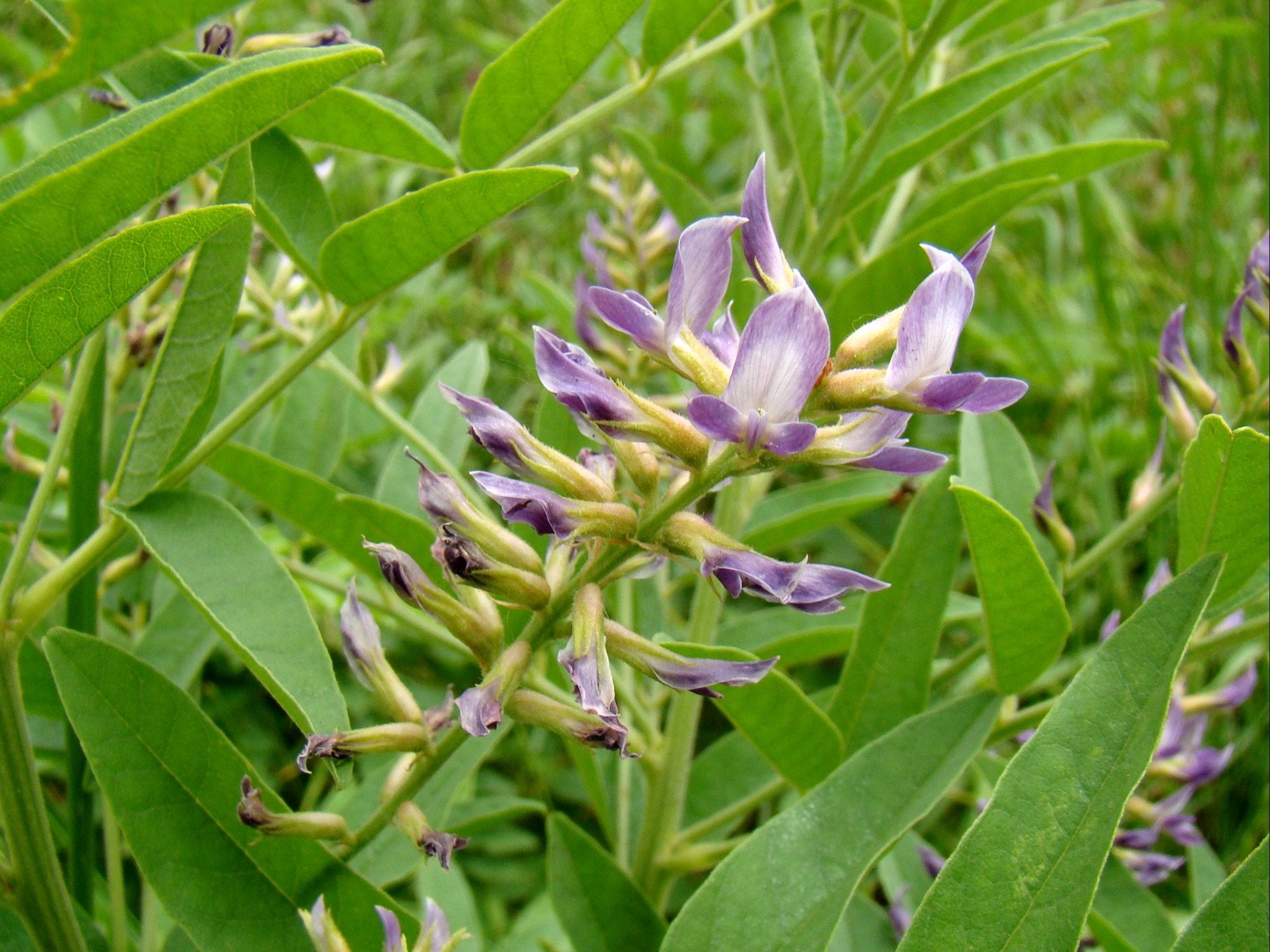 Irattimadhuram ( Glycyrrhiza glabra ) Medicinal Plant