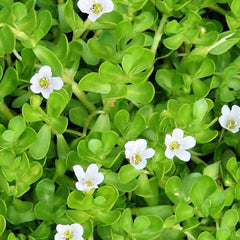 Brahmi ( Bacopa monnieri ) Medicinal Plant