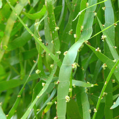 Pazhuthara Chedi ( Homalocladium platycladum ) Medicinal Plant