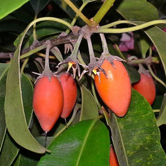 Elengi ( Mimusops elengi ) Medicinal Plant