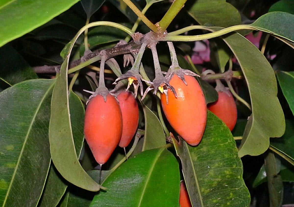 Elengi ( Mimusops elengi ) Medicinal Plant