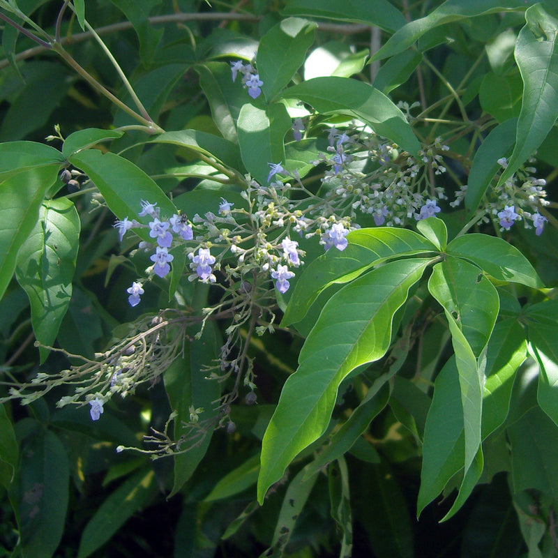 Karunochi ( Vitex negundo ) Medicinal Plant
