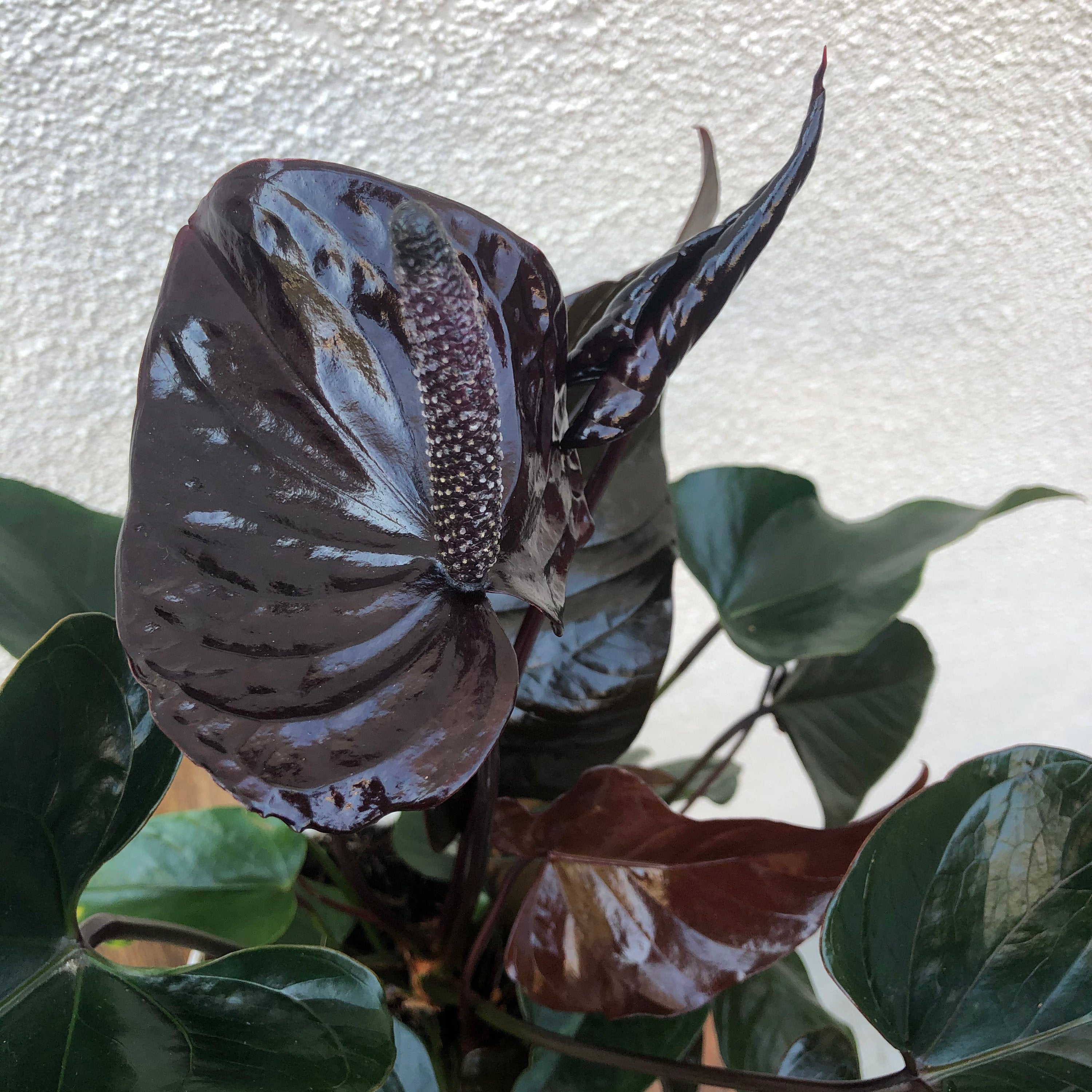 Anthurium Flower - Black - Flower Plant