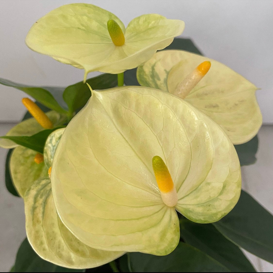 Anthurium Flower - Yellow Vanilla - Flower Plant