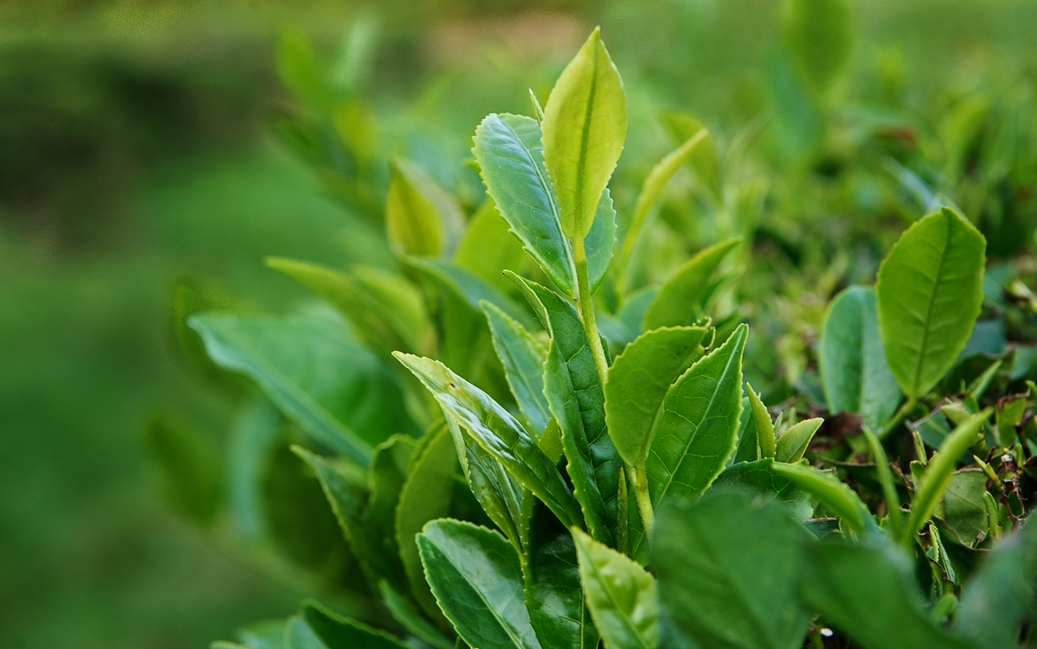 Tea Plant