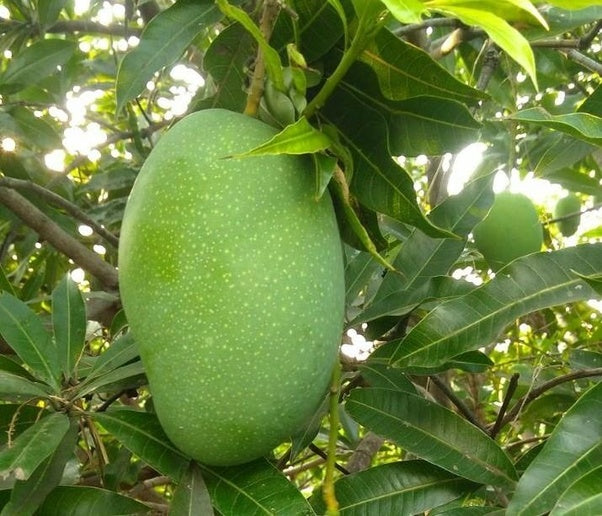 Mango - Imam Pasand Mango Exotic Fruit Plant