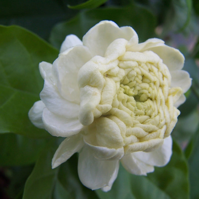 Arabian Double Jasmine Flower Plant