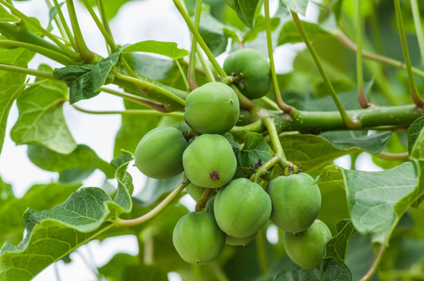 Kadalaavanakku ( Jatropha curcus ) Medicinal Plant