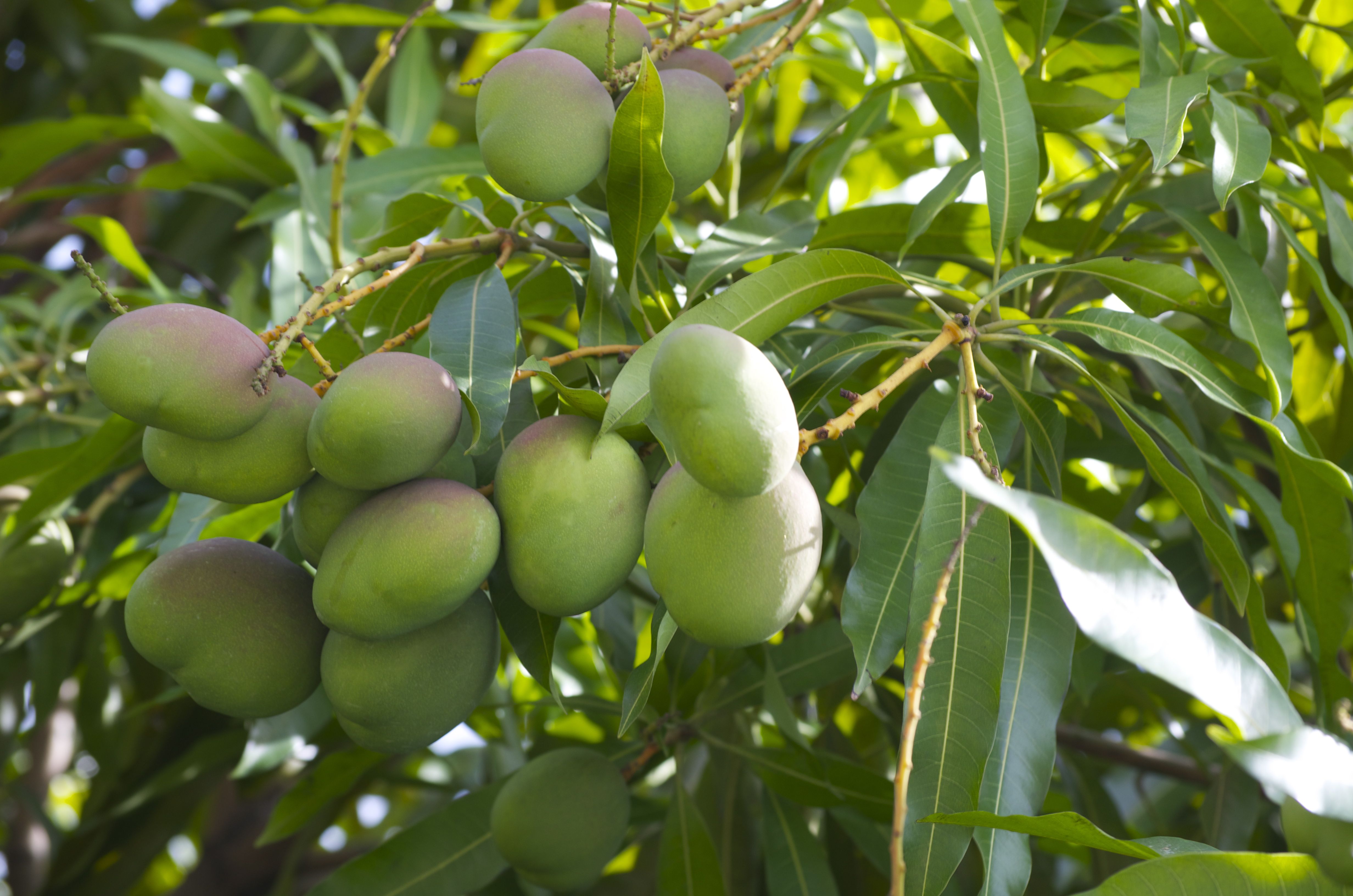 Mango - Kalluketti Mango Exotic Fruit Plant