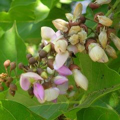 Ungu ( Pongamia Pinnata ) Medicinal Plant