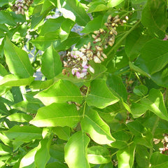 Ungu ( Pongamia Pinnata ) Medicinal Plant