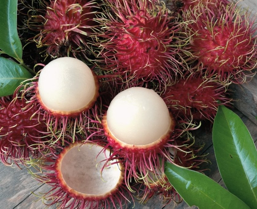 Hybrid Rambutan ( KG10 ) Fruit Plant