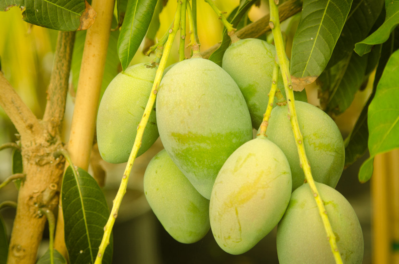 Mango - Kolumb Mango Exotic Fruit Plant