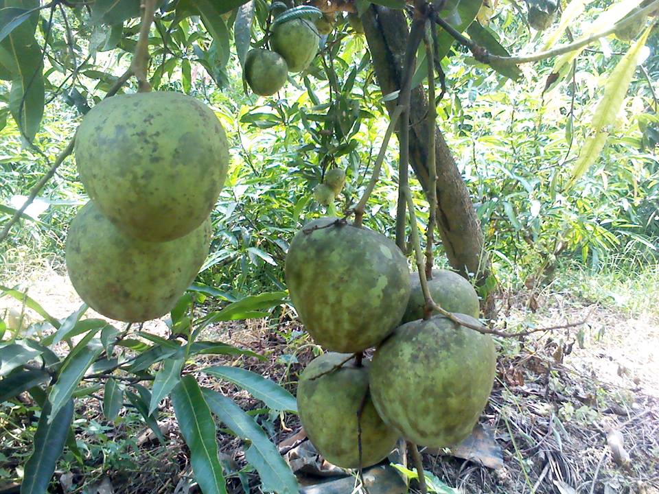 Mango - Kossery - Fruit Plant