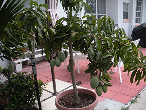 Mango - Kottoorkonam - Fruit Plant