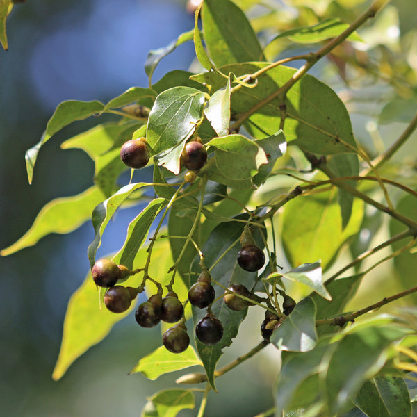 Karpooram ( Cinnamomum camphora ) Medicinal Plant
