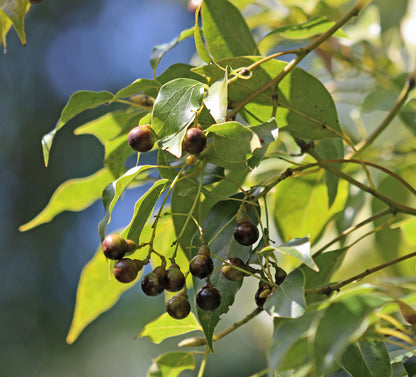 Karpooram ( Cinnamomum camphora ) Medicinal Plant