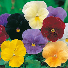 Pansy 