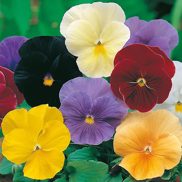 Pansy 