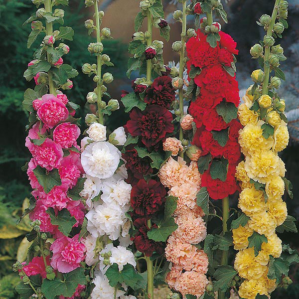 Hollyhock " Double Mixed " Exotic 30 Flower Seeds