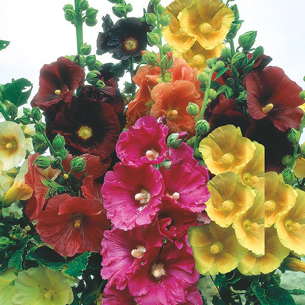 Hollyhock " Single Mixed " Exotic 30 Flower Seeds