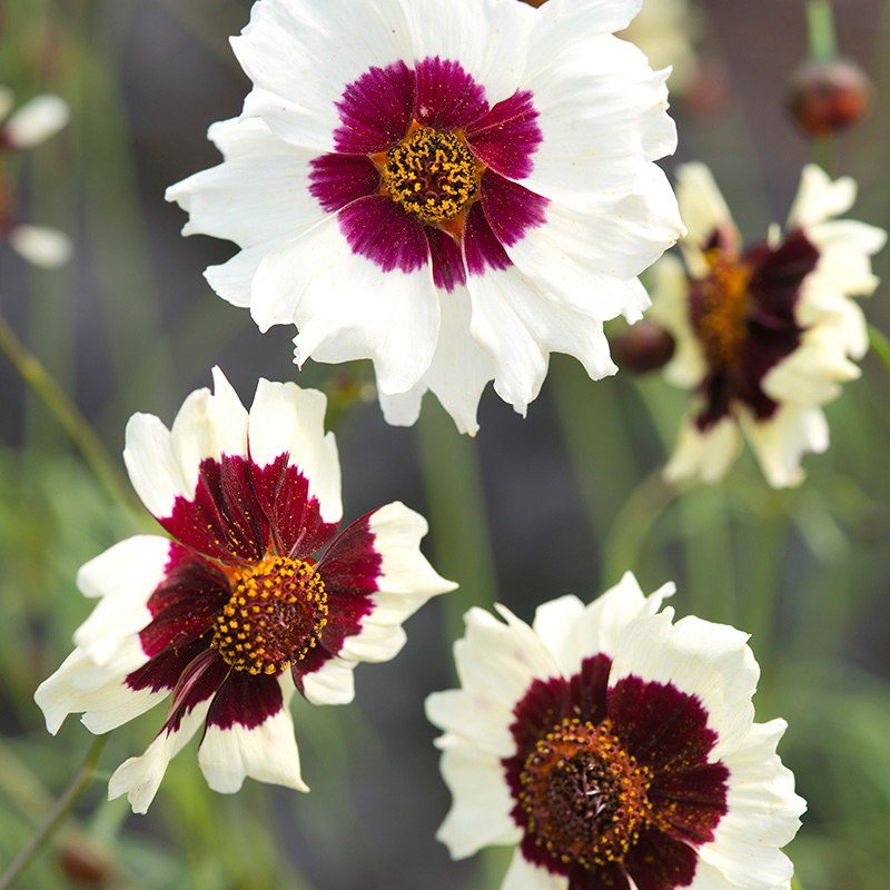 Coreopsis " Incredible " Exotic 40 Flower Seeds