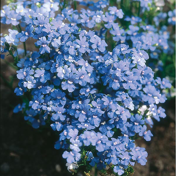 Nemesia 
