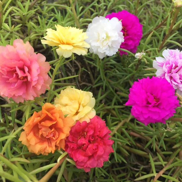 Portulaca 