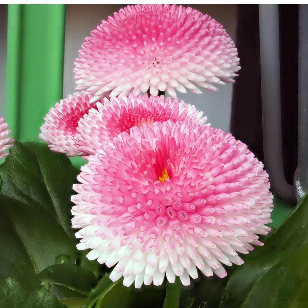 Daisy " Pink White " Exotic 50 Flower Seeds