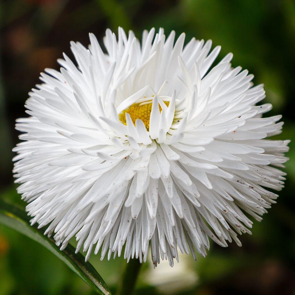 Daisy " Double White " Exotic 50 Flower Seeds