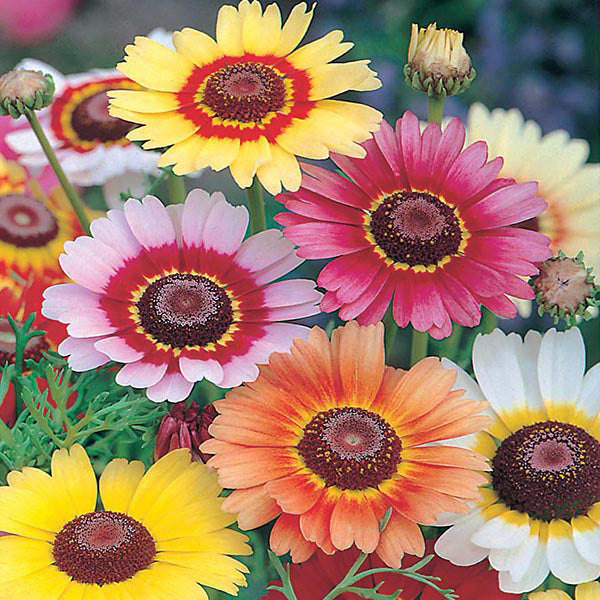 Chrysanthemum " Rainbow Mix " Exotic 30 Flower Seeds