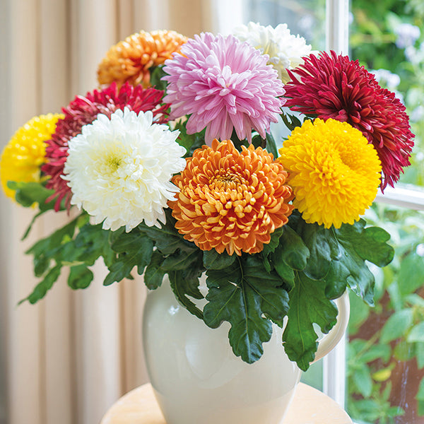 Chrysanthemum 