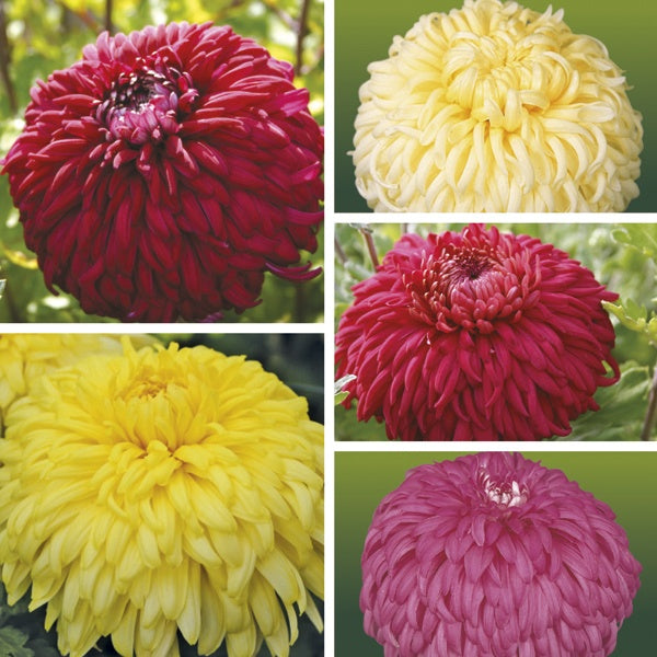 Chrysanthemum " Reflex Bloom Mixed " Exotic 30 Flower Seeds