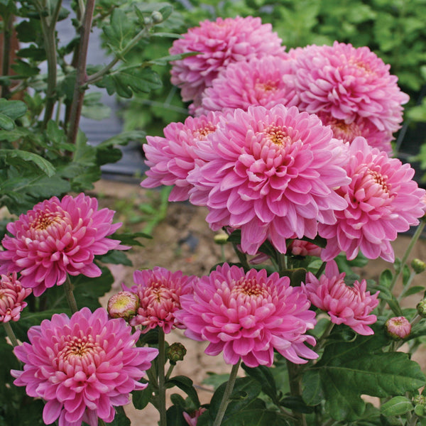 Chrysanthemum 