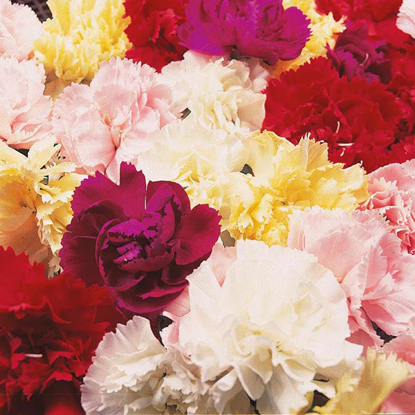 Carnation " Fragrance Mixed " Exotic 30 Flower Seeds