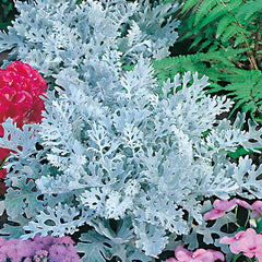 Cineraria 